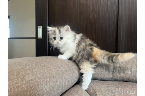 成約済の茨城県のスコティッシュフォールド-111831の3枚目